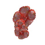 Star Flower Clip (Pink)