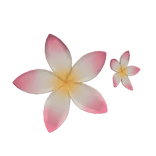 🌸 Summer Hibiscus Hairclip 🌸