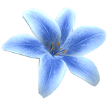 Summer Tropical Lily Flower (Blue)