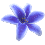 Summer Tropical Lily Flower (Dark Blue)