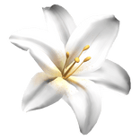 Summer Tropical Lily Flower Hair clip in White