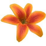 Summer Tropical Lily Flower (Orange)