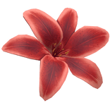 Summer Tropical Lily Flower (Red)