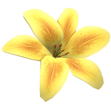 Summer Tropical Lily Flower (Yellow)