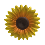Sunflower🌻2025