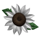 Sunflower in hair white