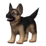 💙 Tan Black German Shepherd Puppy