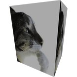 thinking cat meme box