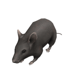 Tiny Rat
