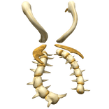 Tokyo Ghoul: Angelic Ken Kaneki's Kakuja