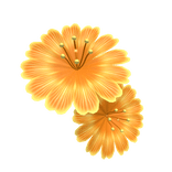 Tropical summer flower - Orange
