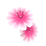 Tropical summer flower - pink/white