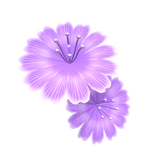 Tropical summer flower - purple