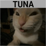 Tuna