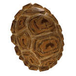 Turtle Back Shell