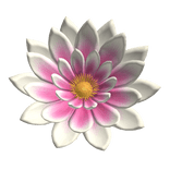 Water Lily Flower - White Pink