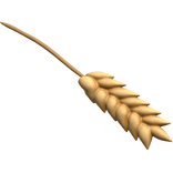 Wheat