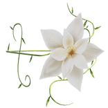 White Flower Arm Band [Left]