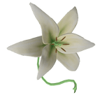 White flower parasol