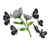 White flower with butterfly