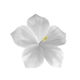 White Hibiscus Hair Flower 🌺