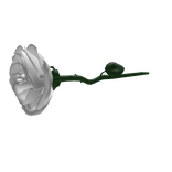 White Ivory Bloom Rose