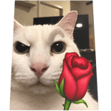 White Rose Cat Cape