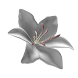 White Stargazer lily 