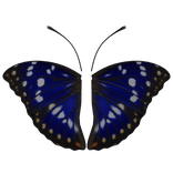 Wings of the Great Purple Emperor 🦋