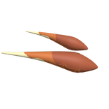 Yellow and Brown Moth Antenna
