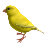 Yellow Canary Bird Left Shoulder Pet
