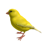 Yellow Canary Bird Right Shoulder Pet