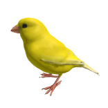 Yellow Canary Bird Sitting On Head