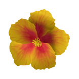 Yellow Hibiscus