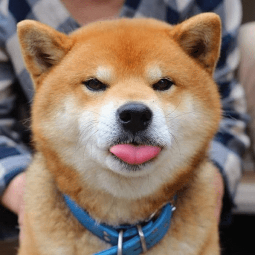 Adorable Shiba Inu puppy