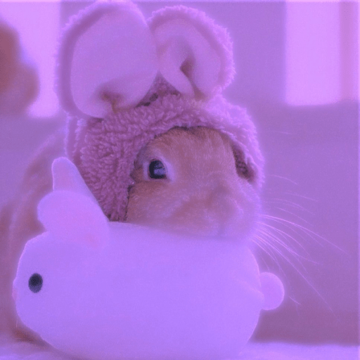 aesthetic cute soft bunny