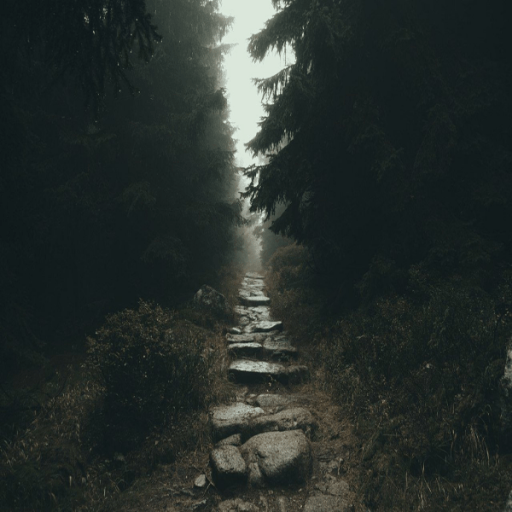 Aesthetic Dark Forest