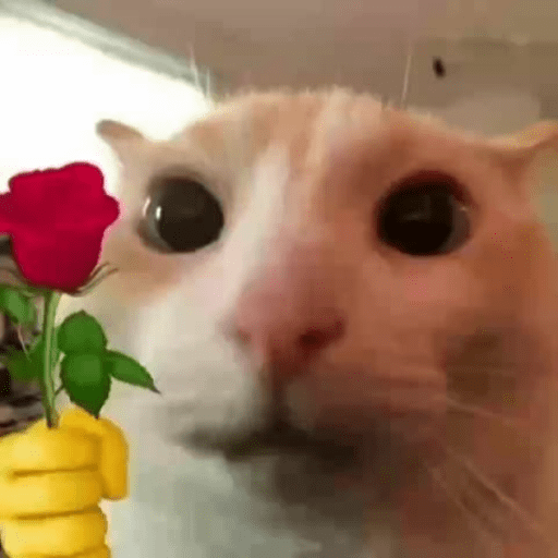 Cat holding a flower/rose 🌹🐱