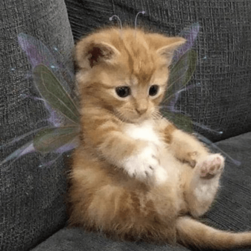 fairy cat