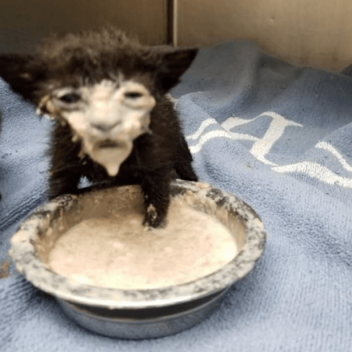 messy-cats-black-kitten-gets-face-covered-entirely