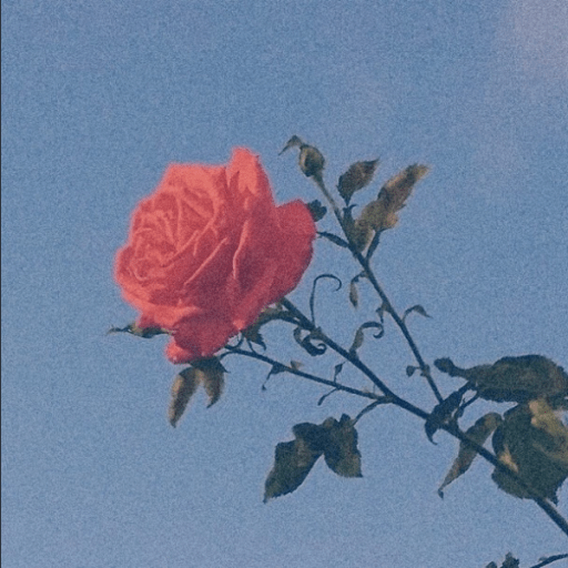 Red rose (Soft Aestetic)