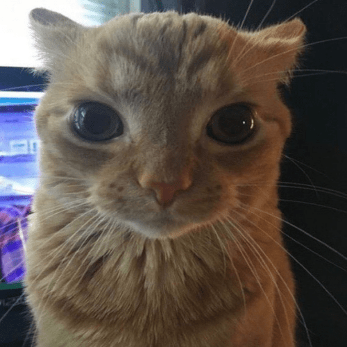 Roblox Cat Image IDs | Roblox Den