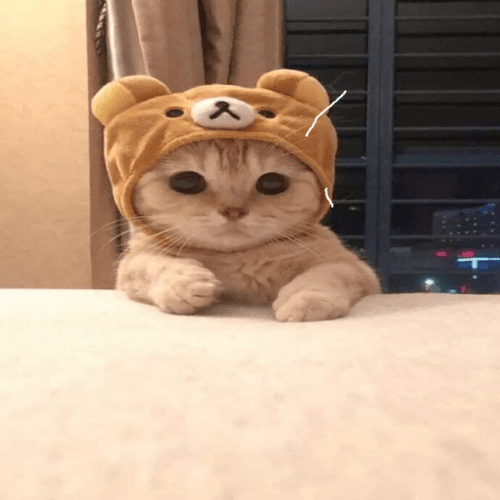 Roblox Cat Image IDs | Roblox Den