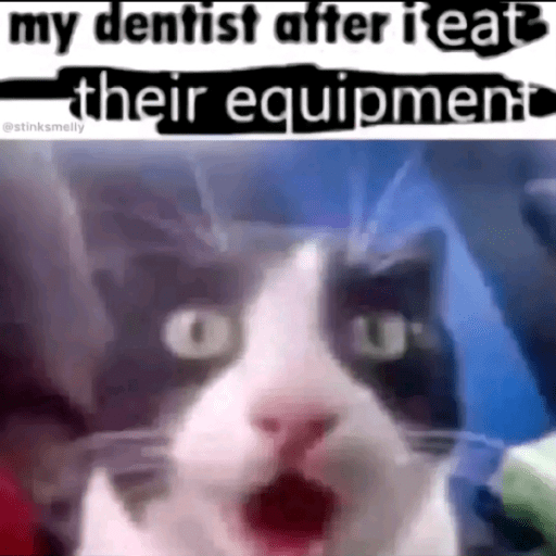 Surprised Dentist Cat Meme