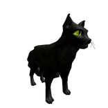 Black Cat Pet