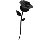Black Rose