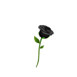 Black Rose