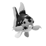 Black/White Goldfish