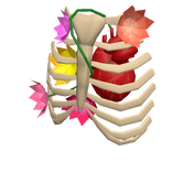 Blooming Ribcage