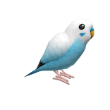 Blue Budgerigar